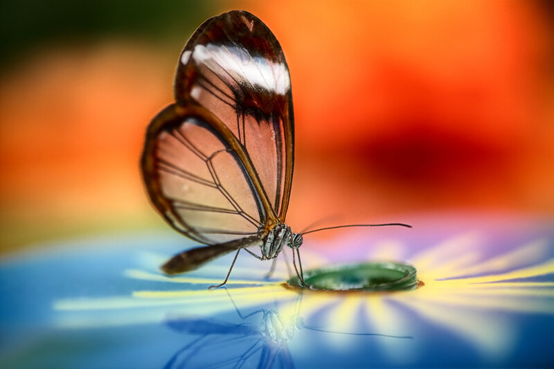 Glasswing Butterfly — Blue, Vibrant