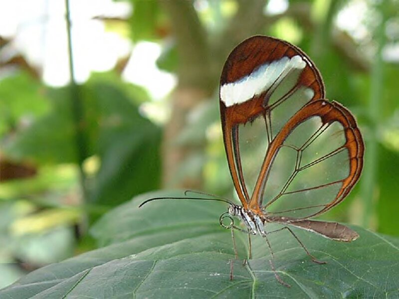 Glasswing Butterfly — Brown