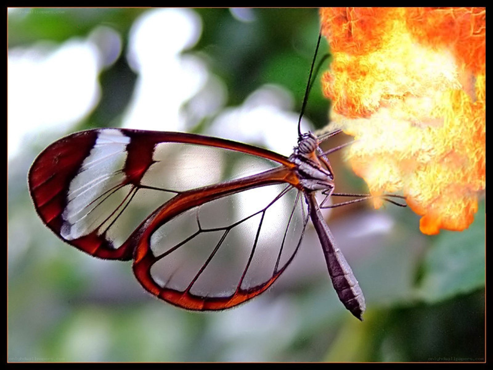 Glasswing butterfly feeding