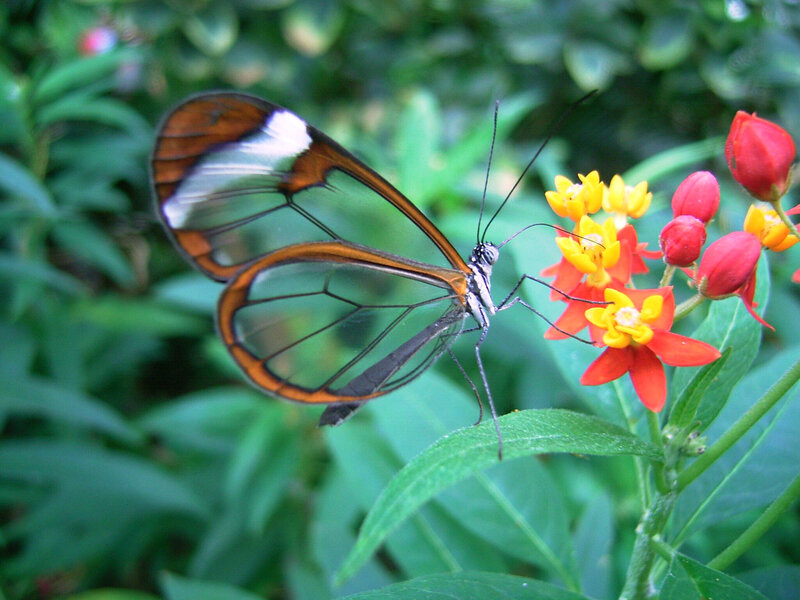 Glasswing Butterfly — Green, Calm, Afternoon, Photograph, Flower