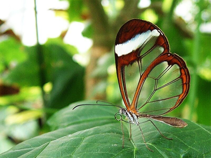 Glasswing Butterfly — Green, Calm, Afternoon, Photograph, Leaf, Greenery