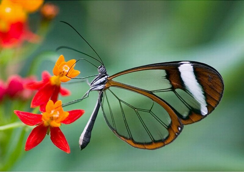 Glasswing Butterfly — Green, Calm, Afternoon