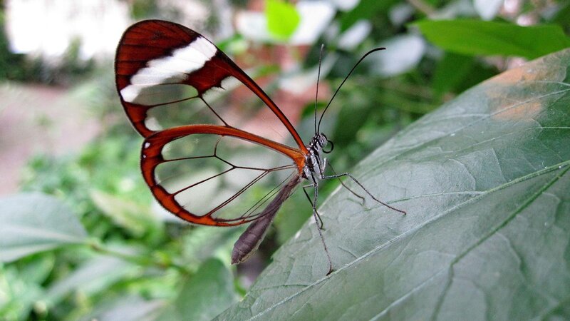 Glasswing Butterfly — Green, Calm, Photograph, Leaf, Greenery