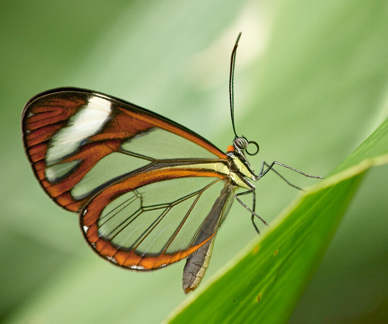 Glasswing Butterfly — Green, Calm, Photograph, Leaf, Insect