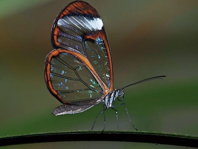 Glasswing Butterfly — Green, Calm, Photograph