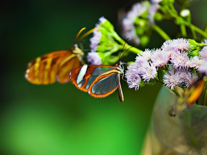 Glasswing Butterfly — Green, Calm