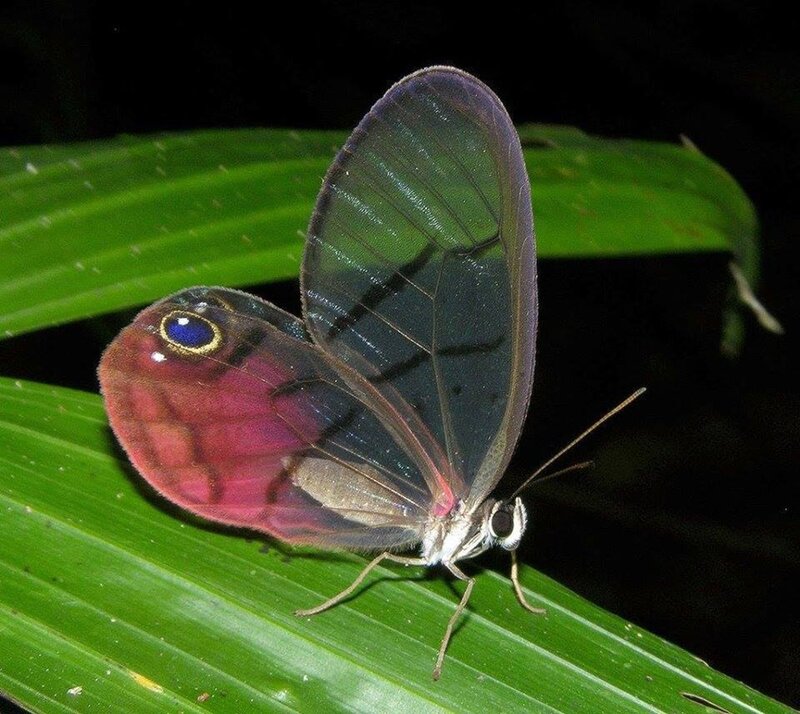 Glasswing Butterfly — Green, Natural, Night