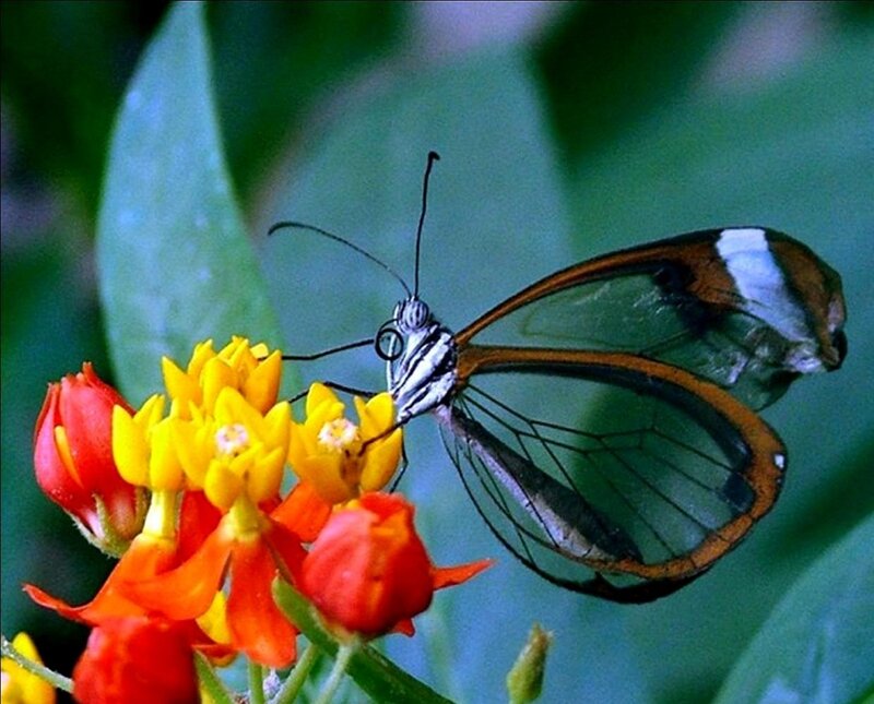 Glasswing Butterfly — Green, Natural, Photograph, Flower