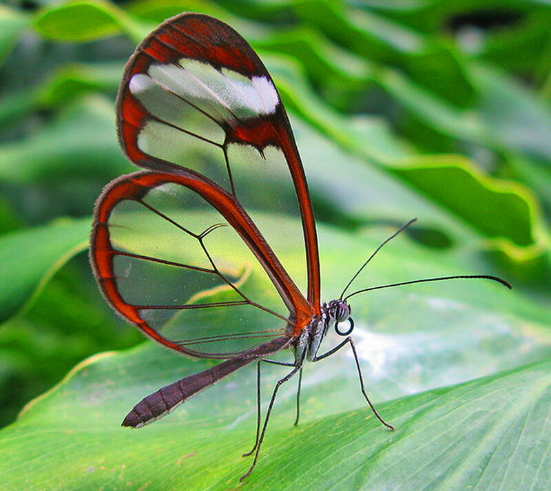 Glasswing Butterfly — Green, Natural, Photograph, Leaf