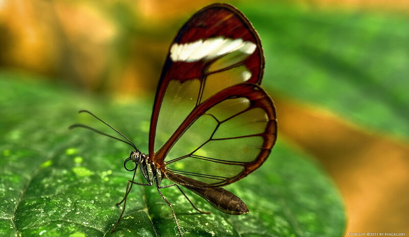 Glasswing Butterfly — Green, Natural, Photograph