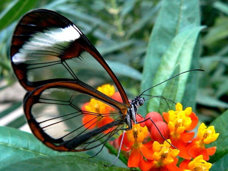 Glasswing Butterfly — Green, Natural