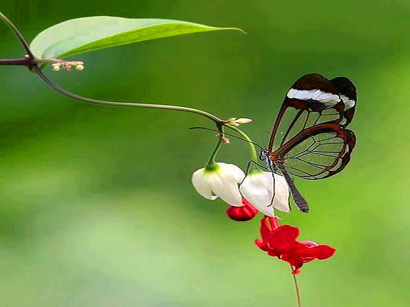 Glasswing Butterfly — Green, Serene, Afternoon
