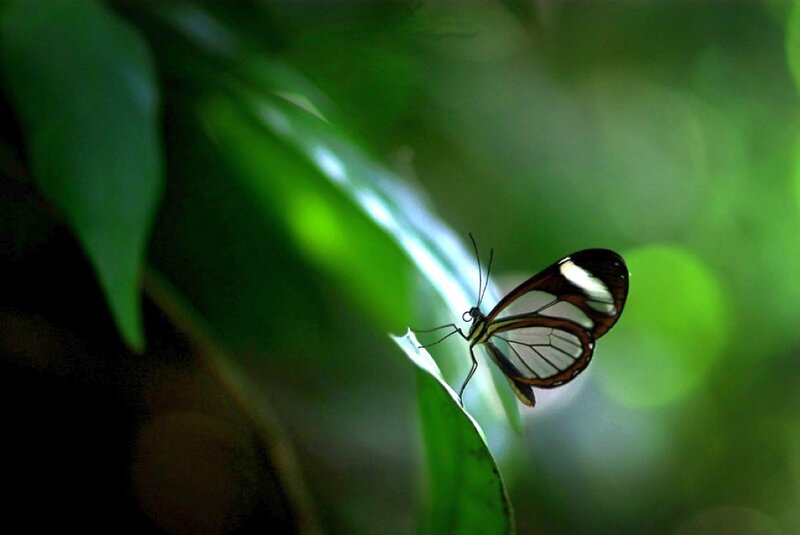 Glasswing Butterfly — Green, Serene, Photograph, Leaf, Greenery