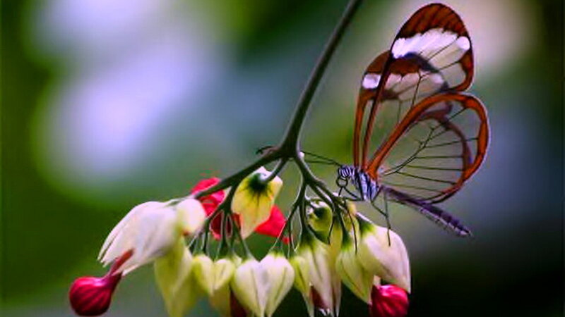 Glasswing Butterfly — Green, Serene, Photograph