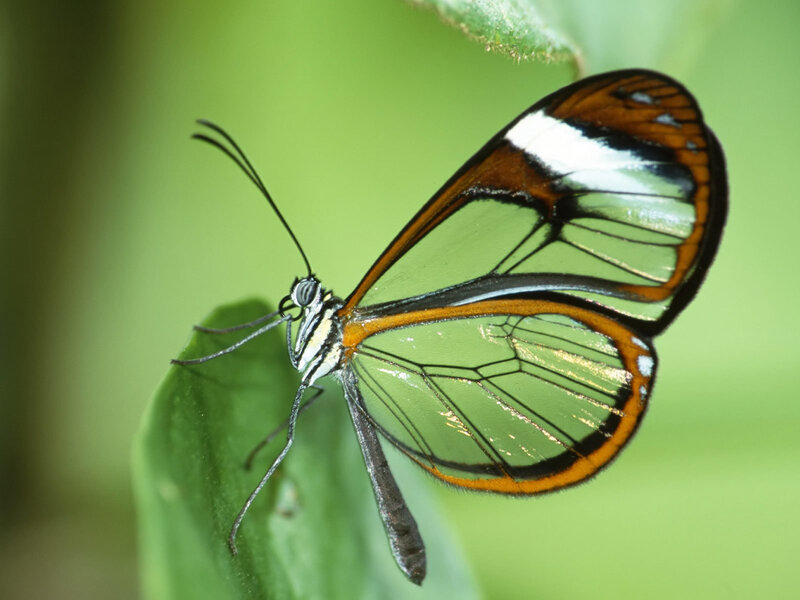 Glasswing Butterfly — Green