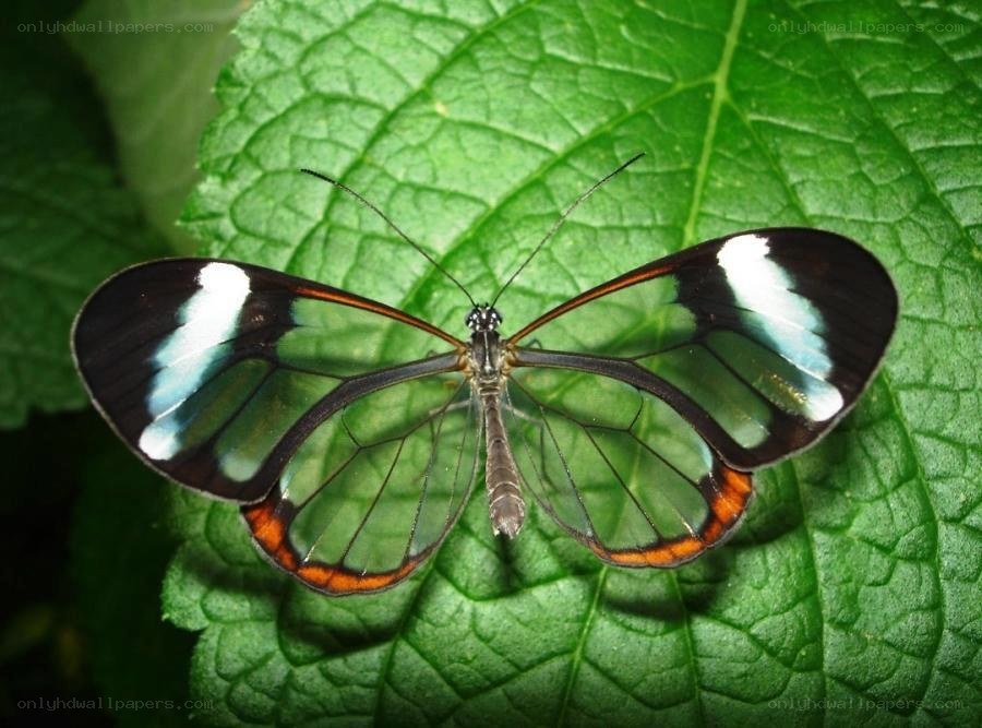 Glasswing butterfly on a leaf