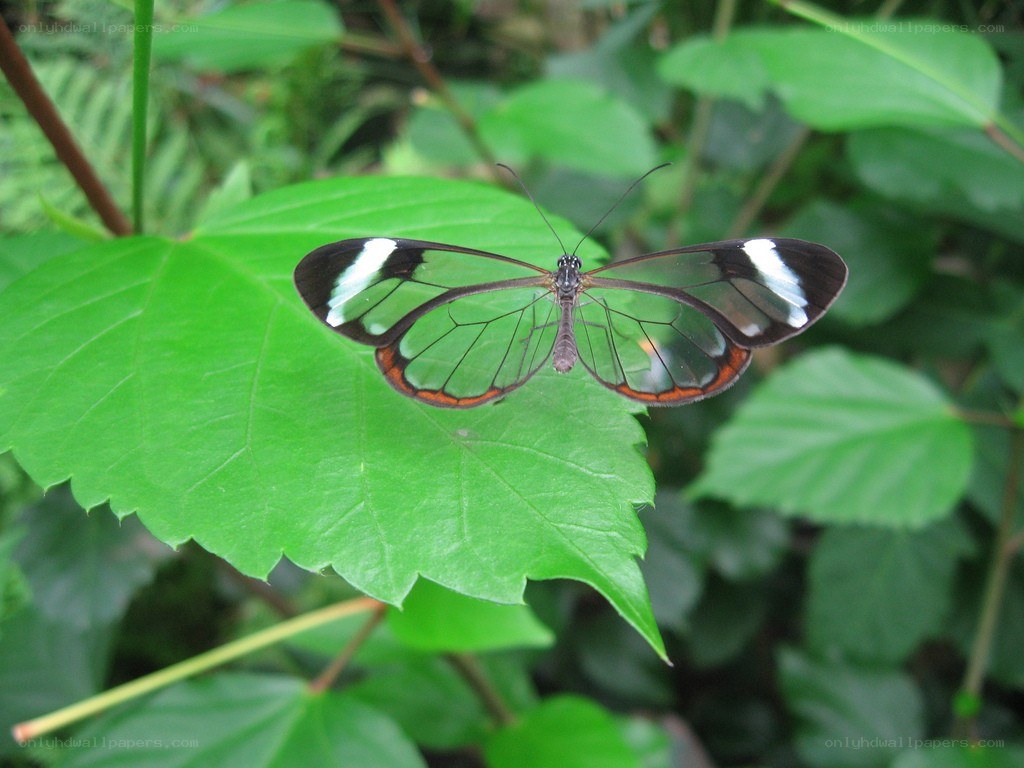 Glasswing butterfly on a leaf
