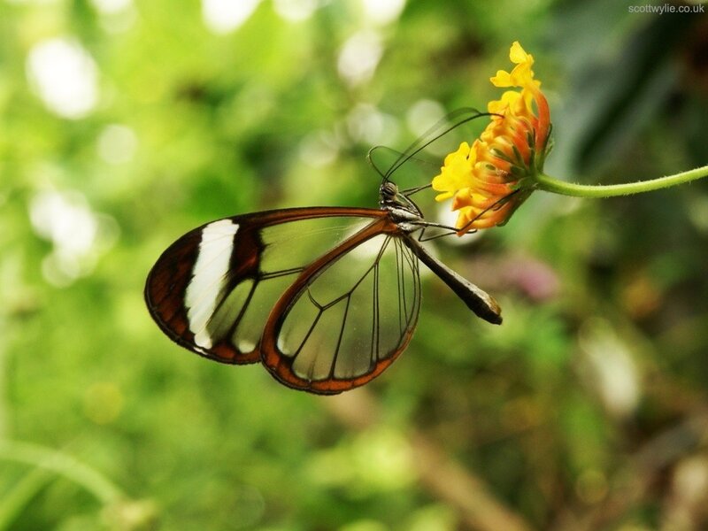 Glasswing butterfly on flower