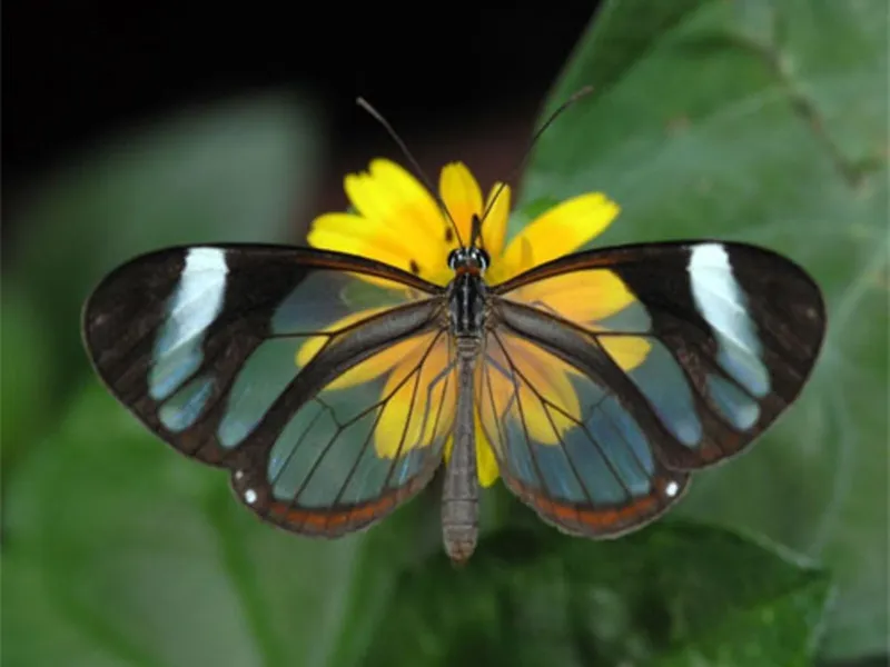 Glasswing butterfly on flower