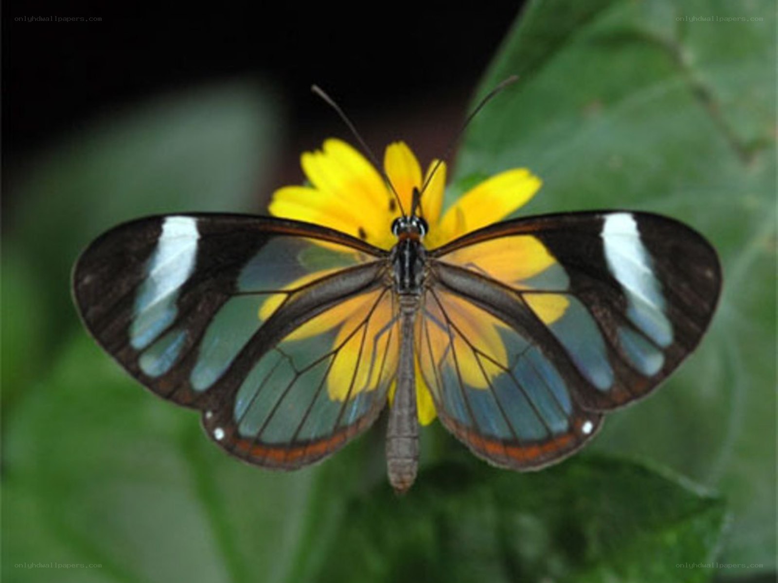 Glasswing butterfly on flower