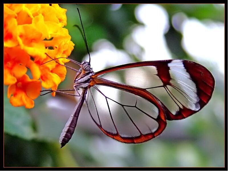Glasswing butterfly on flower