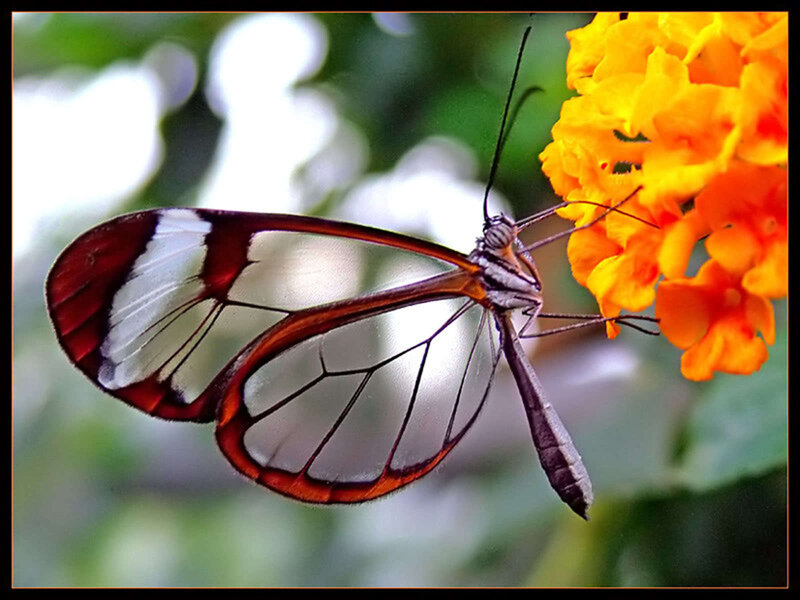 Glasswing butterfly on flower
