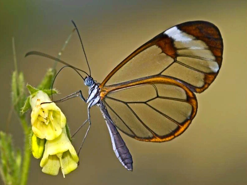 Glasswing butterfly on flower