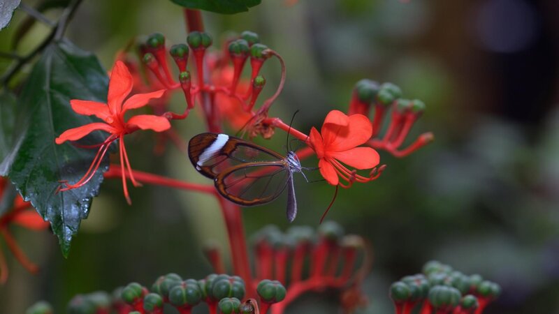 Glasswing Butterfly on Flower — Red