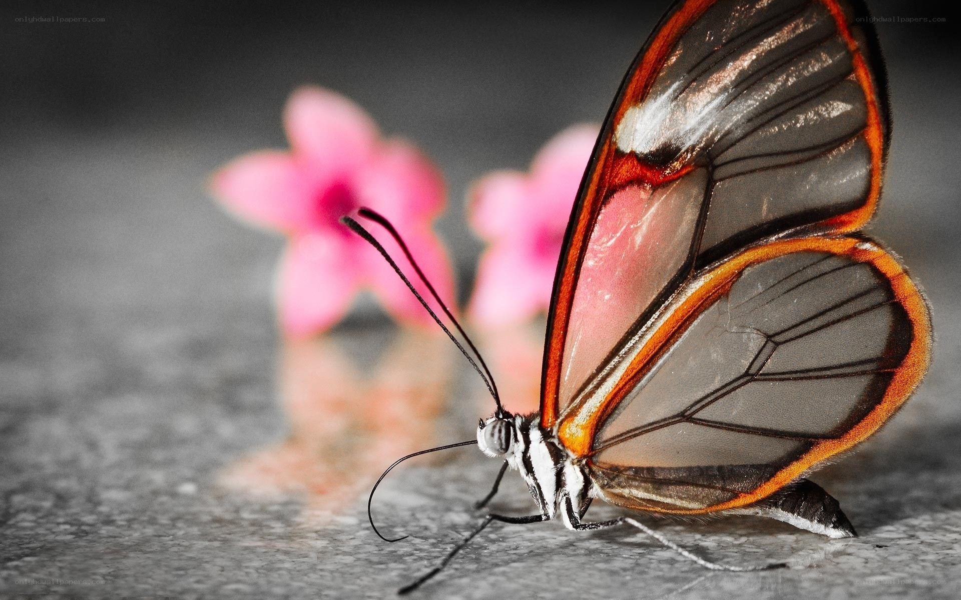 Glasswing butterfly on flower