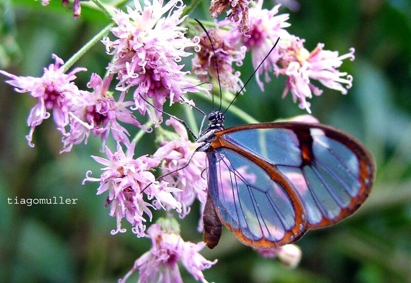 Glasswing butterfly on flowers