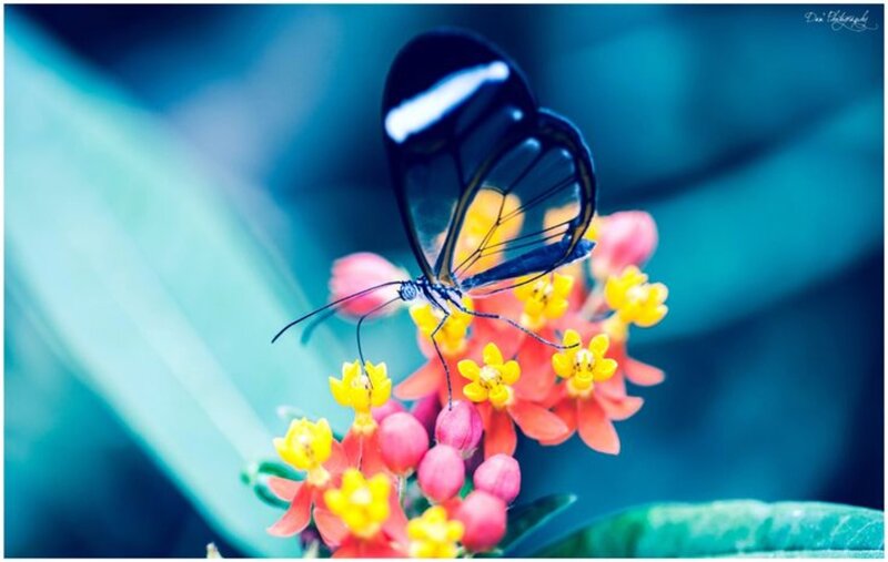 Glasswing Butterfly on Flowers — Blue