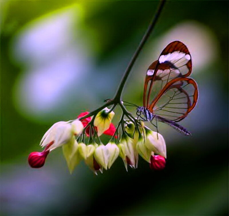 Glasswing Butterfly on Flowers — Green