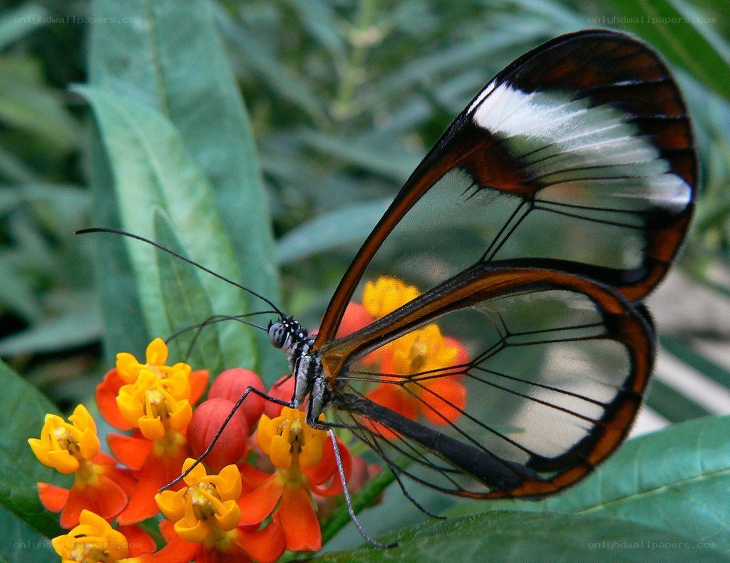Glasswing butterfly on flowers