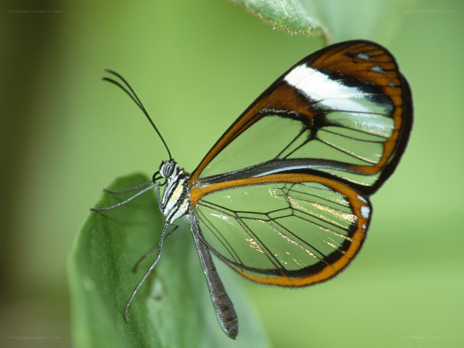 Glasswing butterfly on leaf