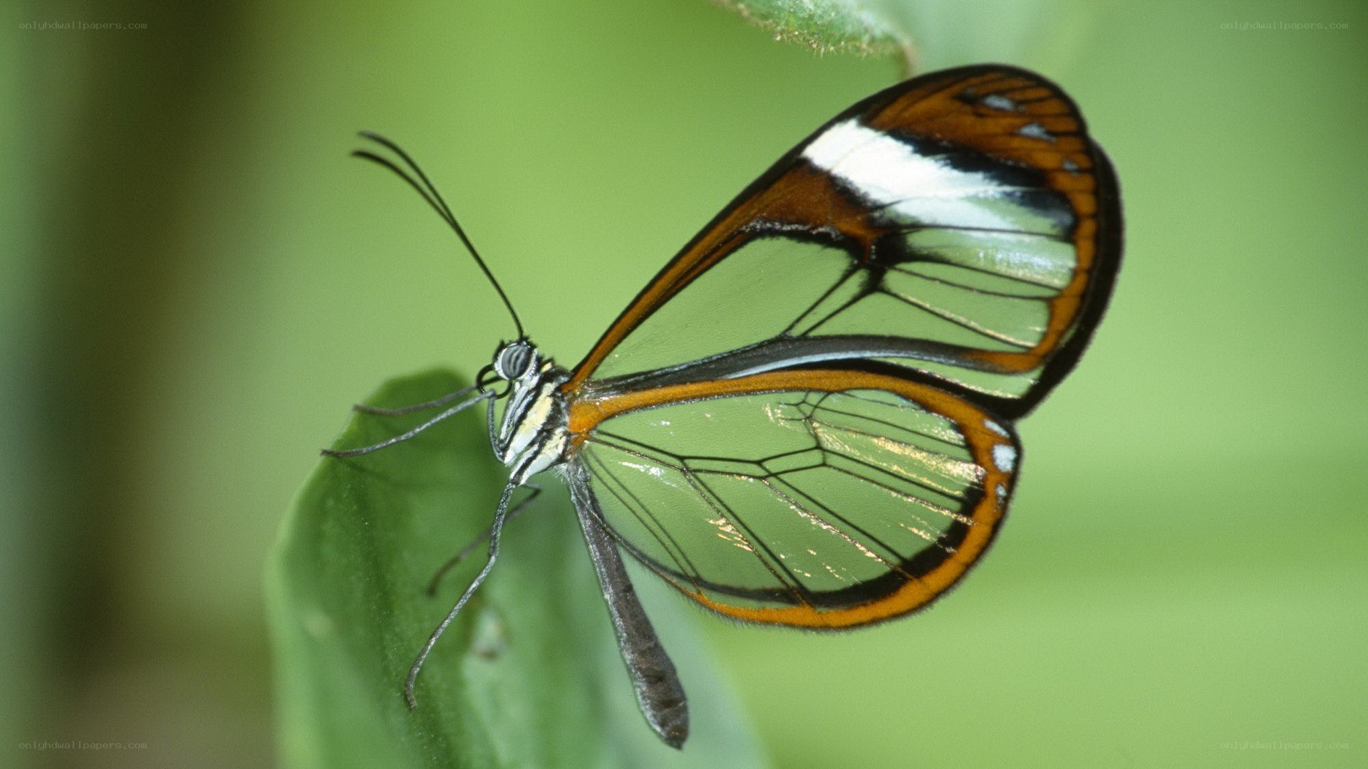 Glasswing butterfly on leaf