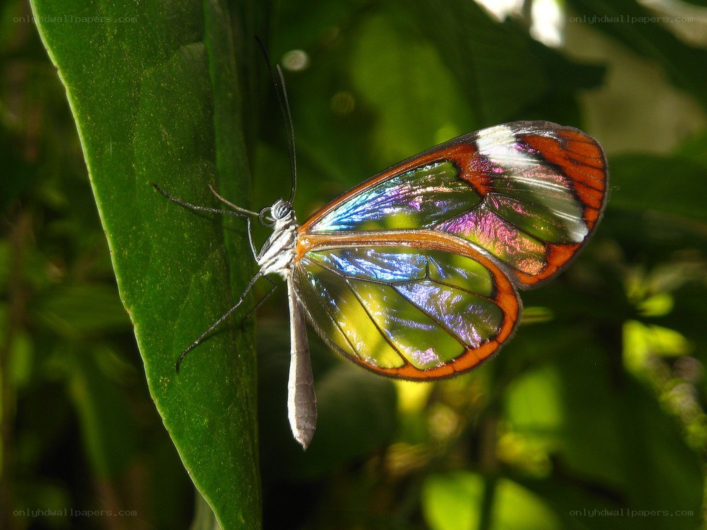 Glasswing butterfly on leaf