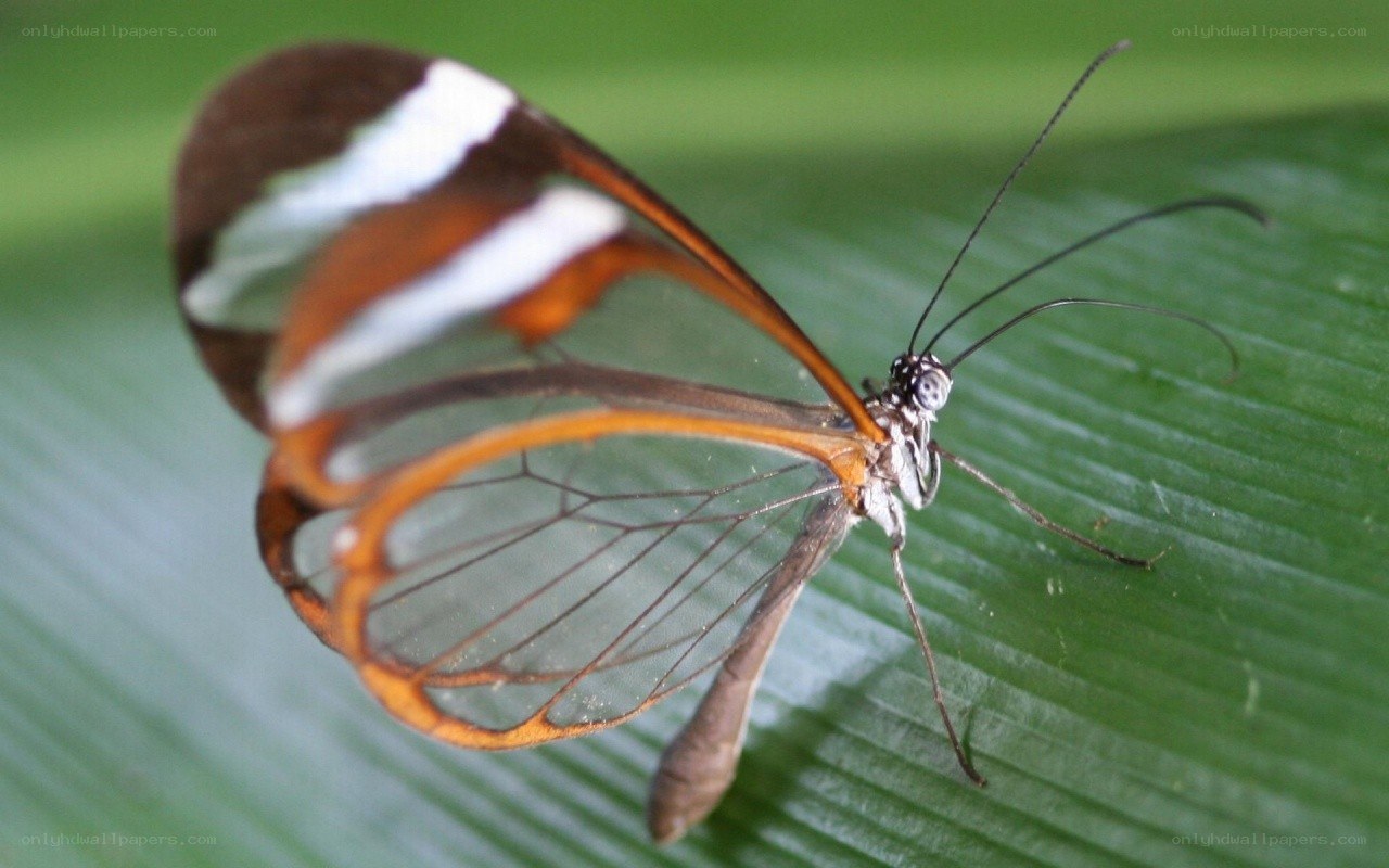 Glasswing butterfly on leaf