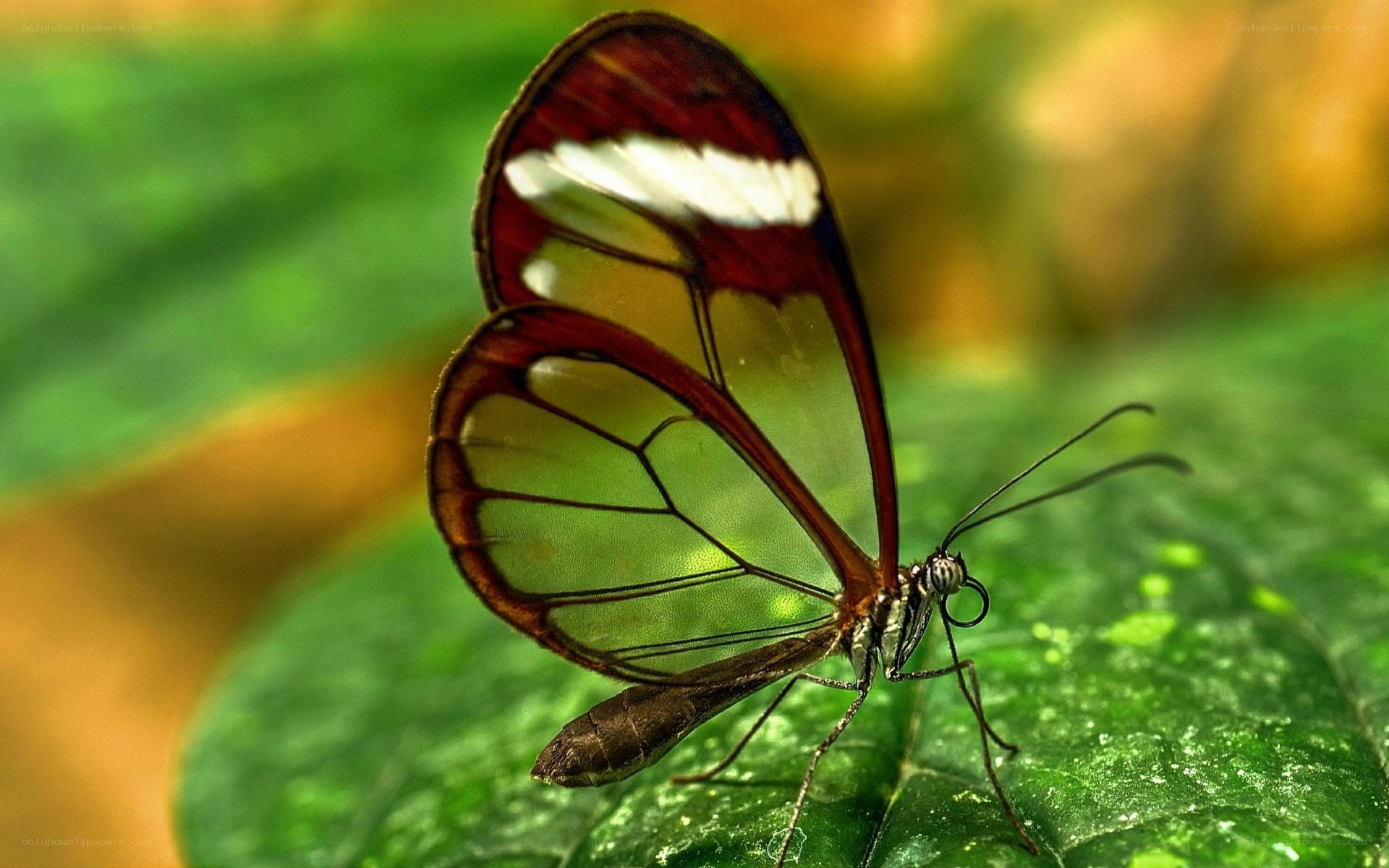 Glasswing butterfly on leaf