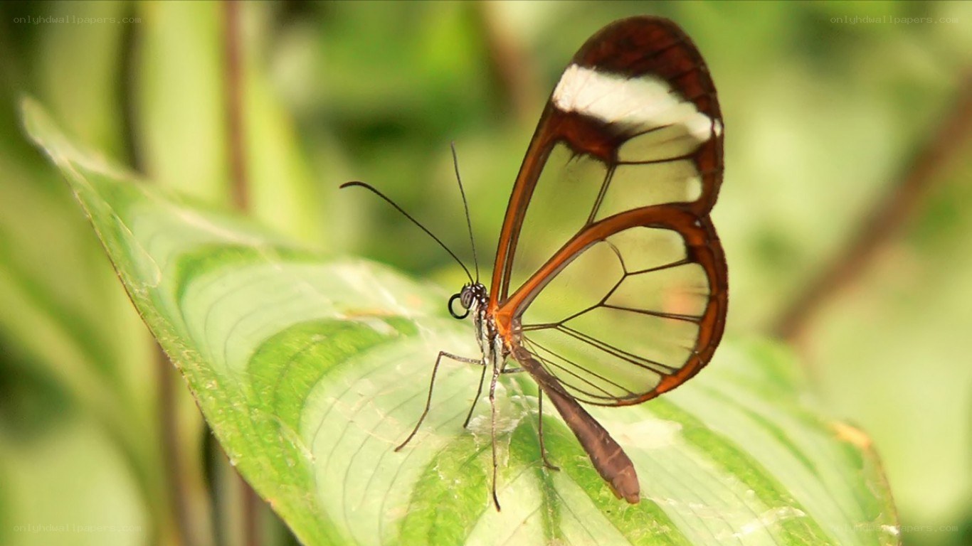 Glasswing butterfly on leaf