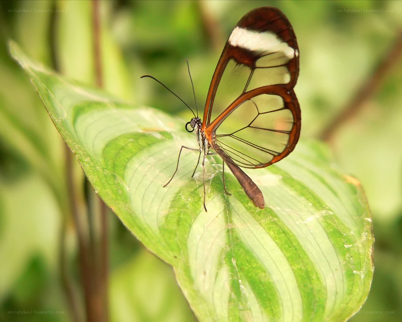 Glasswing butterfly on leaf