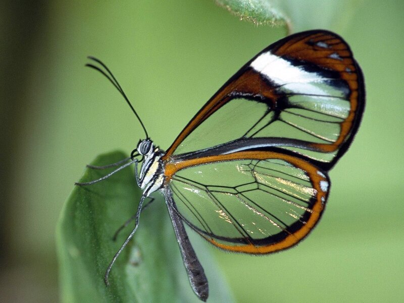 Glasswing butterfly on leaf