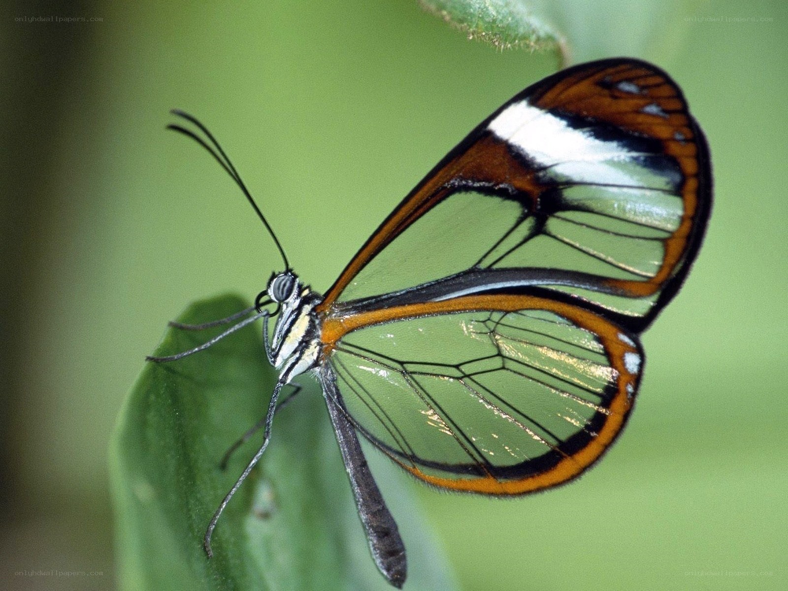 Glasswing butterfly on leaf