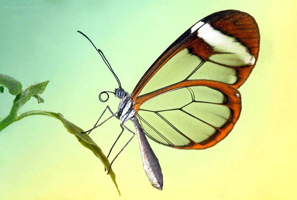 Glasswing butterfly on leaf