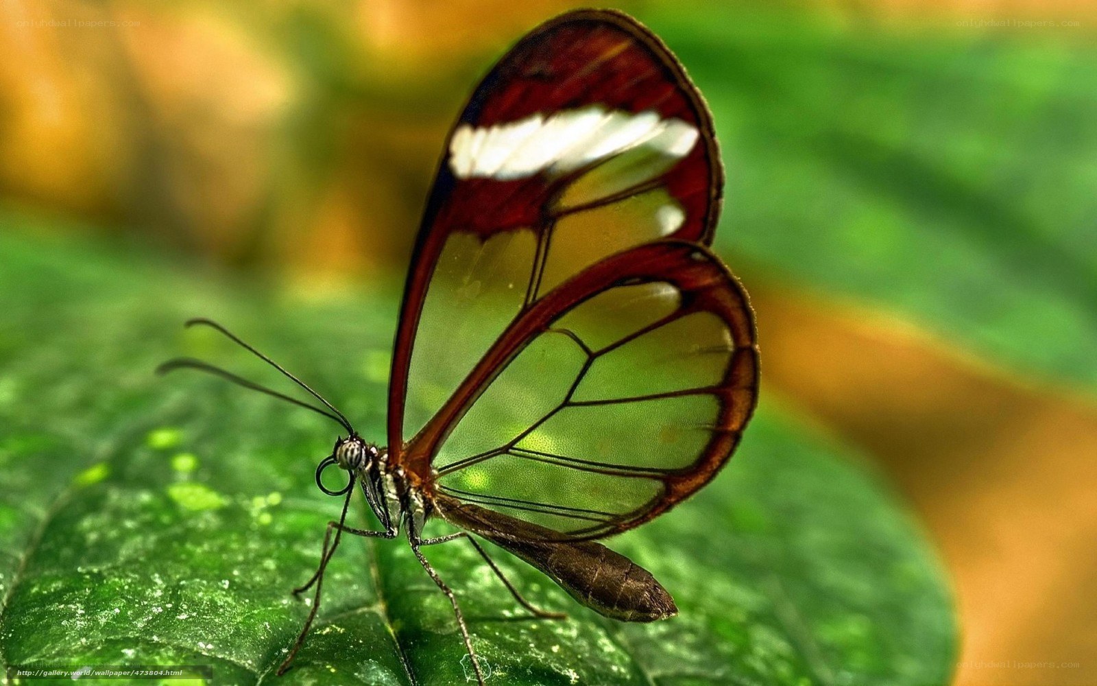 Glasswing butterfly on leaf