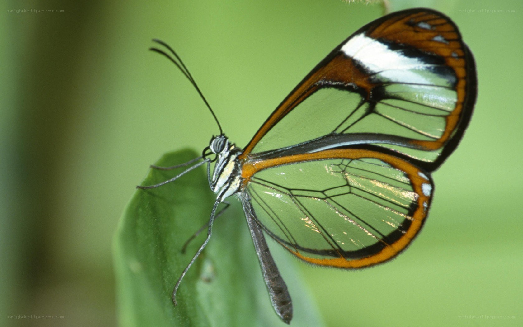Glasswing butterfly on leaf