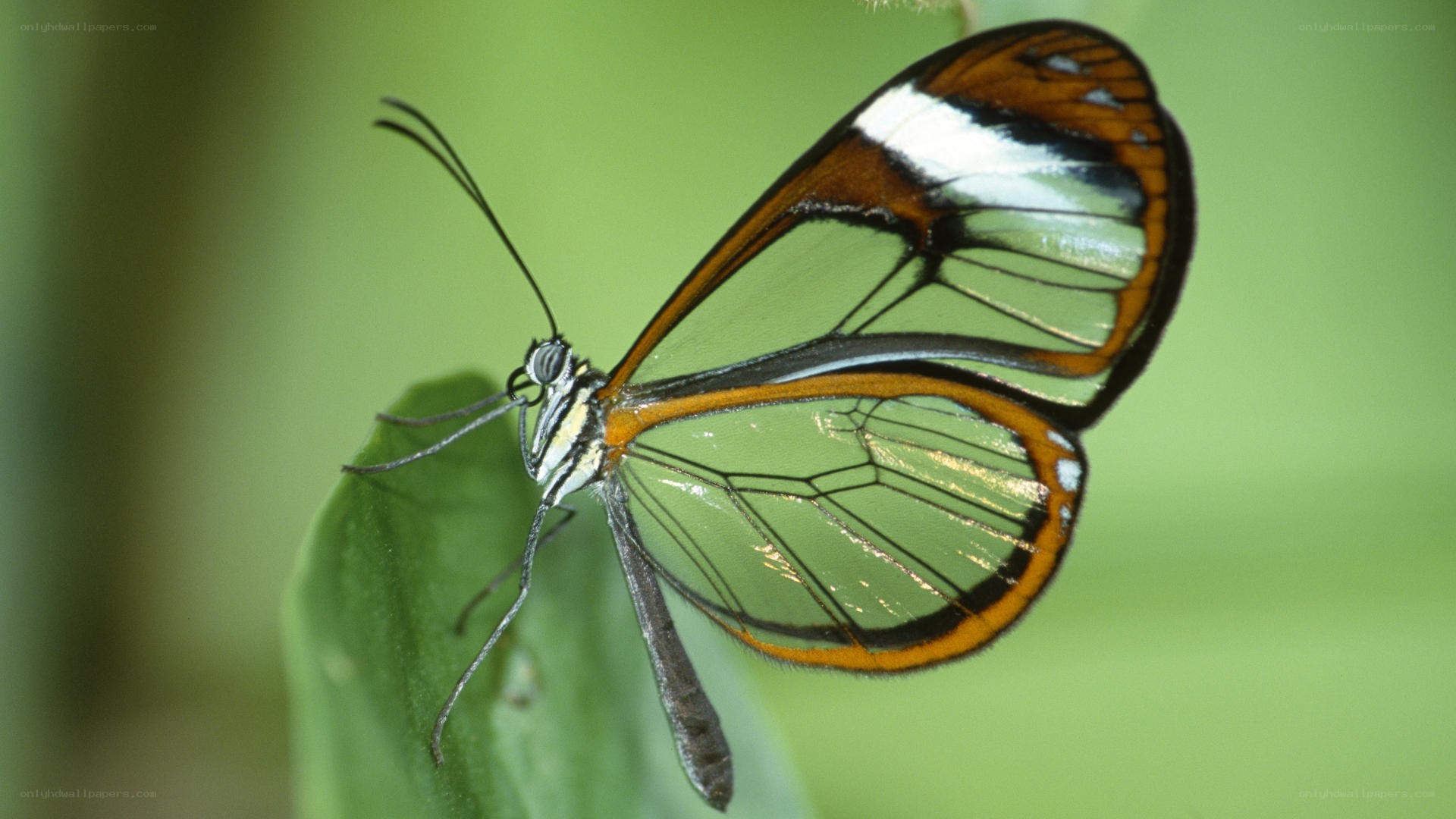 Glasswing butterfly on leaf