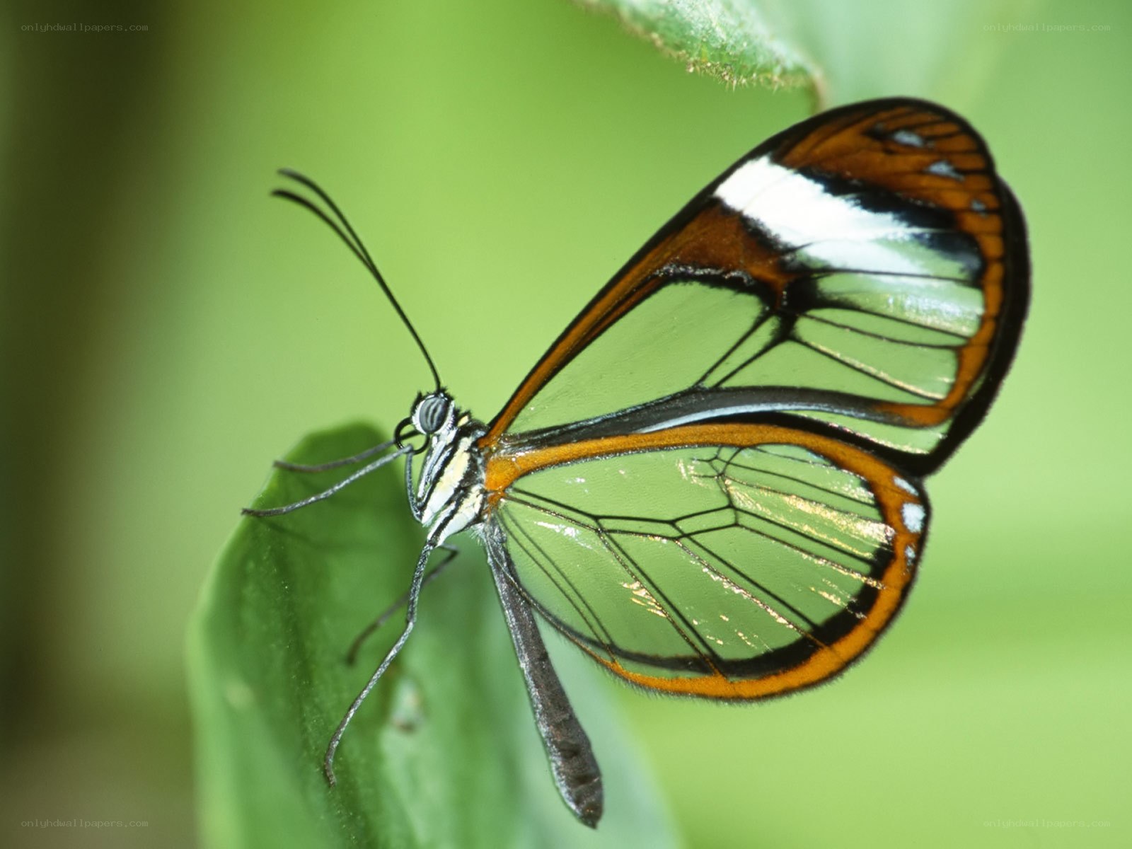 Glasswing butterfly on leaf
