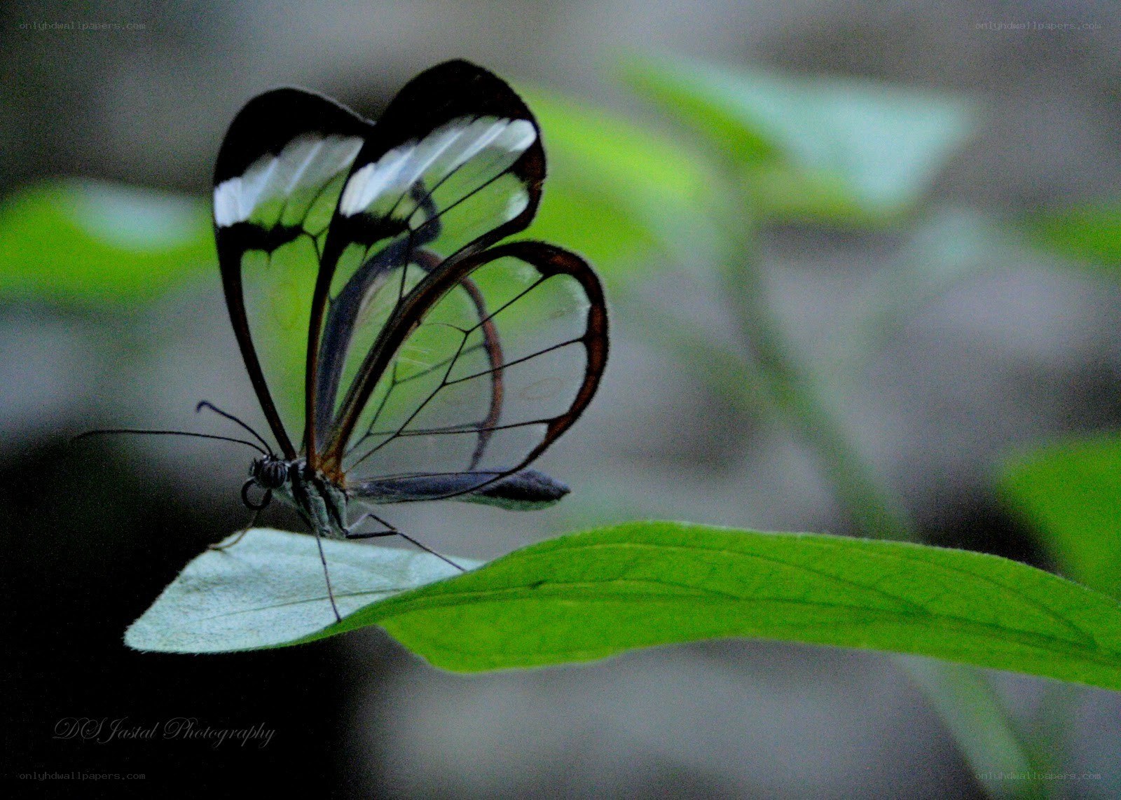 Glasswing butterfly on leaf