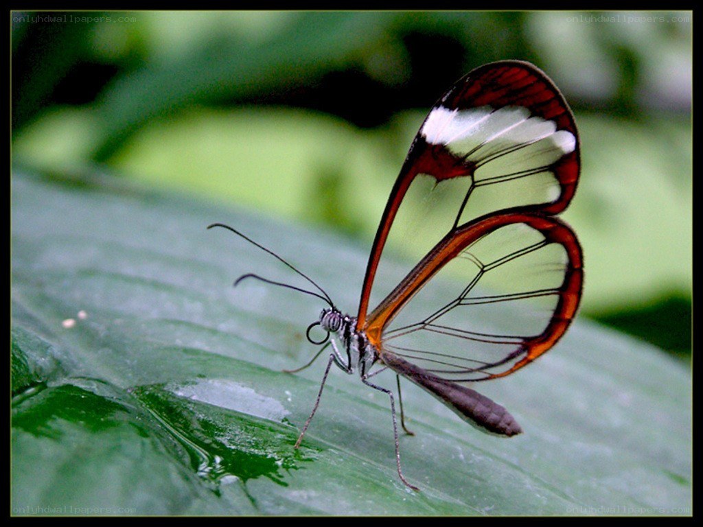 Glasswing butterfly on leaf