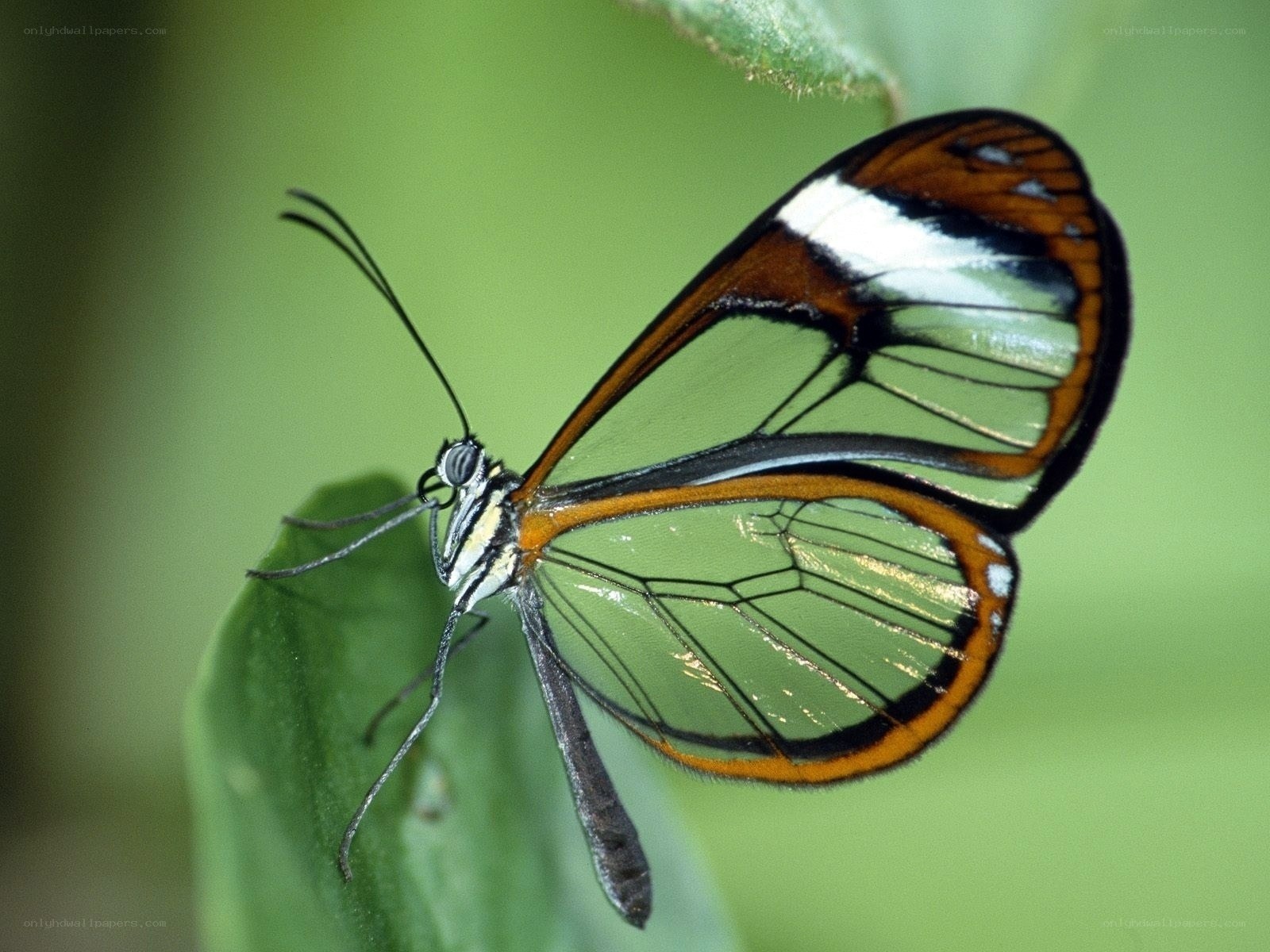 Glasswing butterfly on leaf